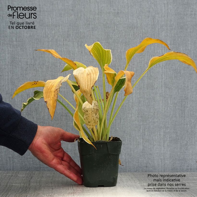Exemplaar van Hosta montana Yellow River - Hartlelie Kweekpotje van 8/9 cm zoals geleverd in de herfst