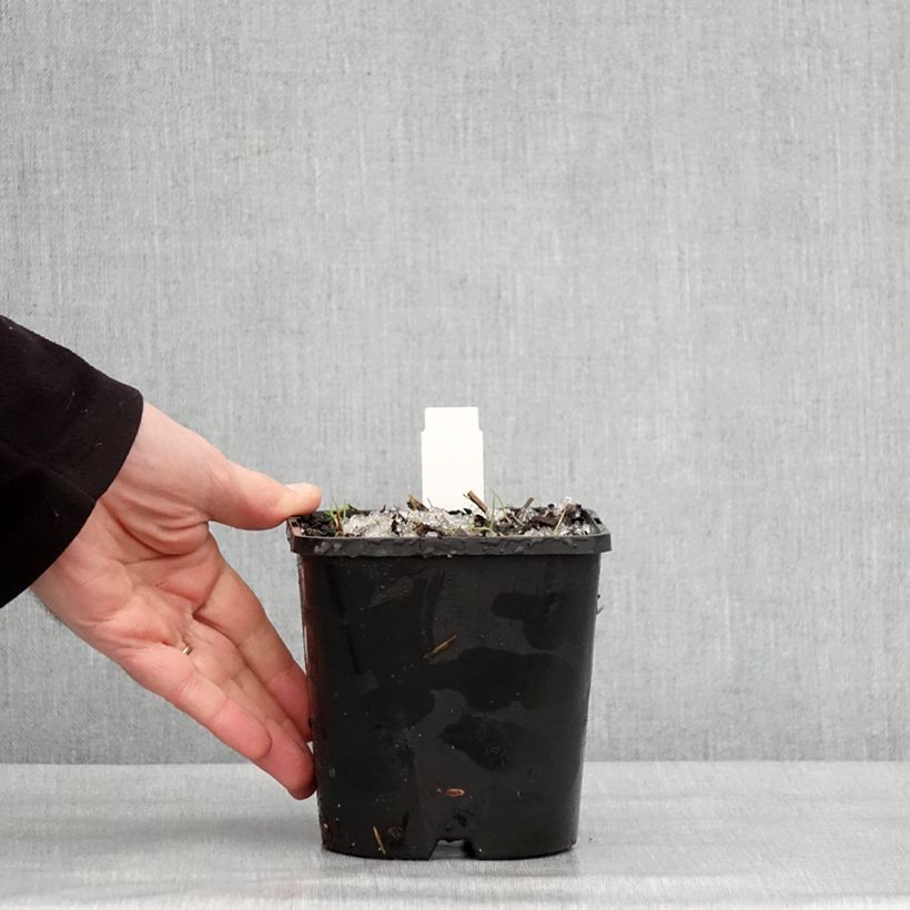 Example of Hosta montana Yellow River Pot van 1,5 l/2 l as you get in hiver