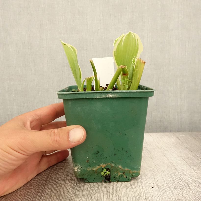 Exemplaar van Hosta Moonlight - Hartlelie Pot van 1 l/1,5 l zoals geleverd in de zomer