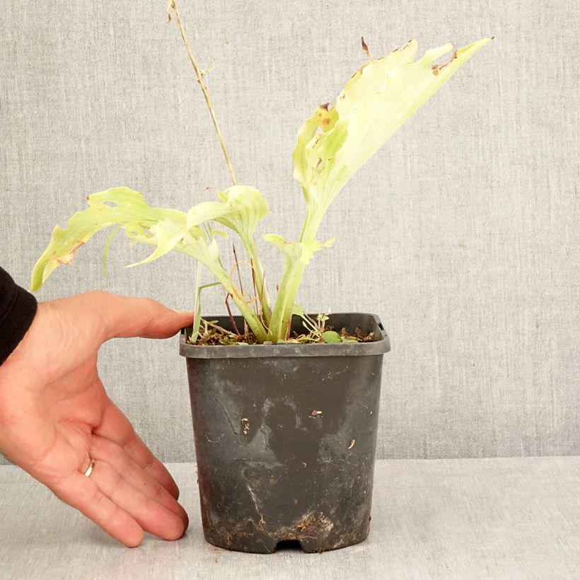 Exemplaar van Hosta Neptune - Hartlelie Pot van 1,5 l/2 l zoals geleverd in de herfst