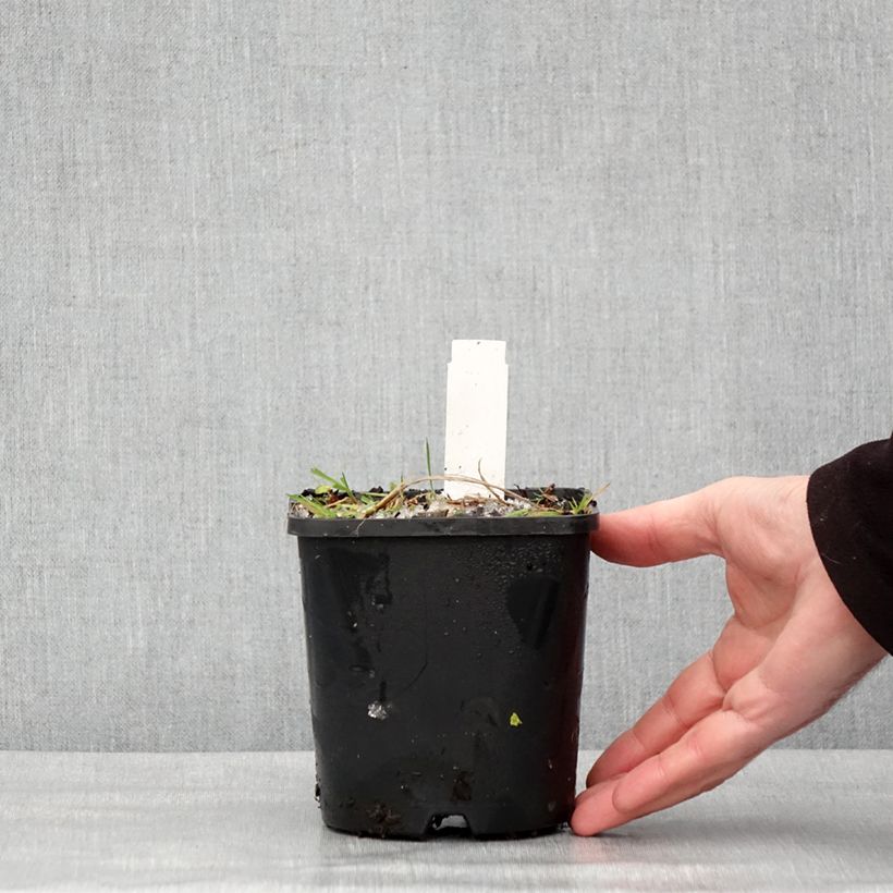 Example of Hosta Neptune  Pot van 1,5 l/2 l as you get in hiver