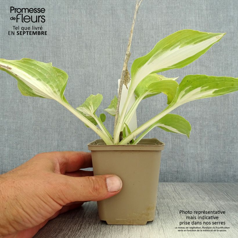 Exemplaar van Hosta Night Before Christmas - Hartlelie Kweekpotje van 8/9 cm zoals geleverd in de zomer