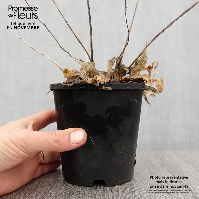 Exemplaar van Hosta Obi-One Kenobi - Hartlelie Pot van 1,5 l/2 l zoals geleverd in de herfst