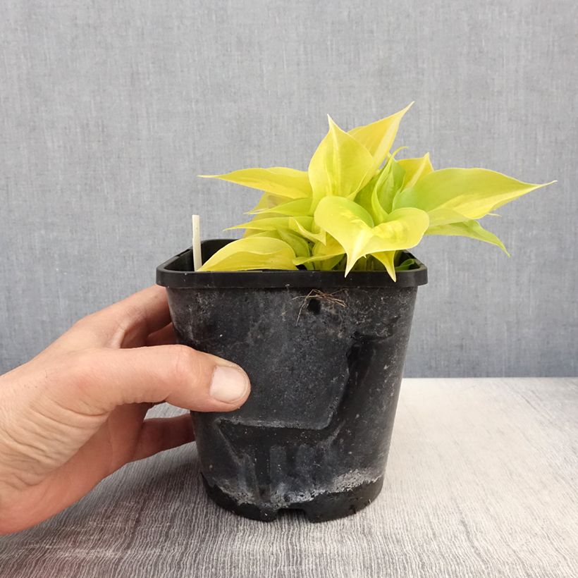 Exemplaar van Hosta Obi-One Kenobi - Hartlelie Pot van 1,5 l/2 l zoals geleverd in de lente