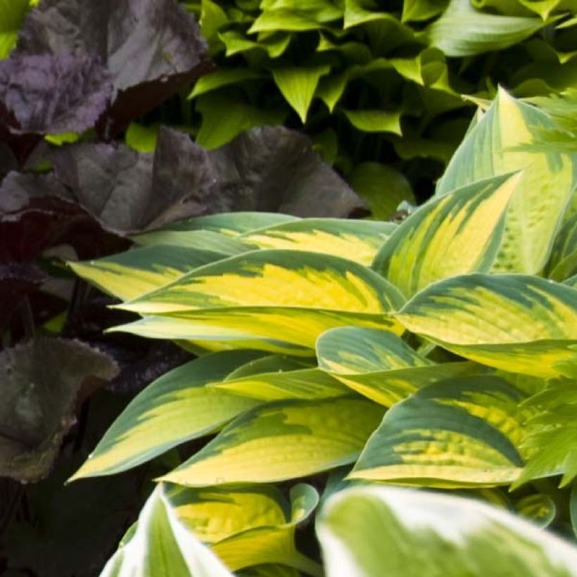 Hosta On Stage - Hartlelie (Blad)