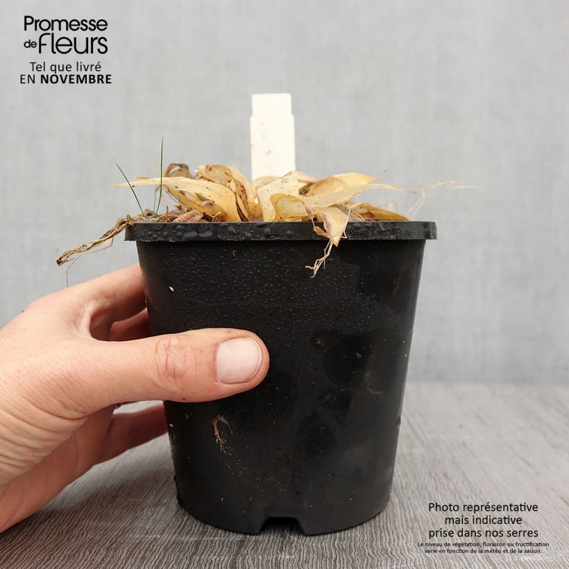 Exemplaar van Hosta Orange Star Pot de 1,5L/2L zoals geleverd in de herfst