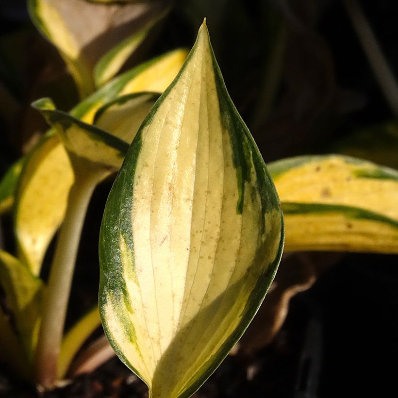 Hosta Orange Star - Hartlelie (Blad)