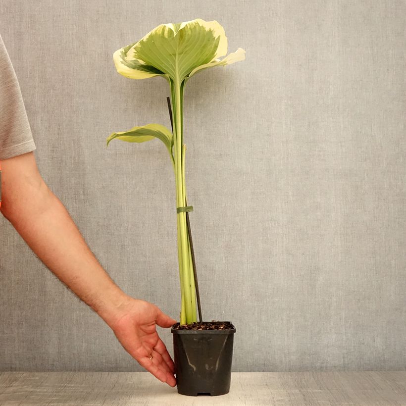 Exemplaar van Hosta Orion's Belt - Hartlelie Pot van 1,5 l/2 l zoals geleverd in de zomer