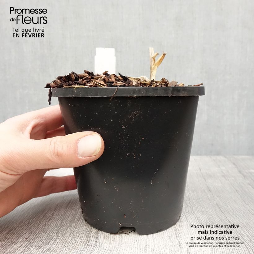 Example of Hosta Orion's Belt - Hartlelie Pot van 1,5 l/2 l as you get in hiver