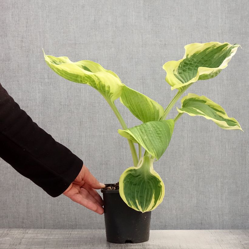 Exemplaar van Hosta Orion's Belt - Hartlelie Pot van 1,5 l/2 l zoals geleverd in de lente