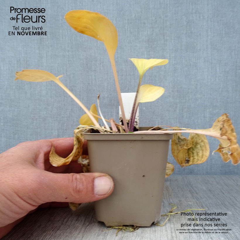 Exemplaar van Hosta Paradise Island - Hartlelie Kweekpotje van 8/9 cm zoals geleverd in de herfst