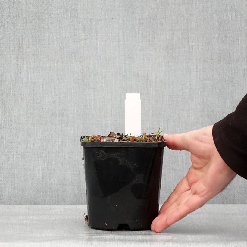 Example of Hosta Paradise Island Pot van 1,5 l/2 l as you get in hiver