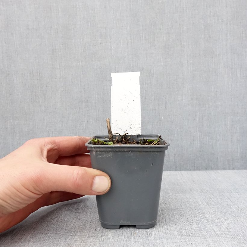 Example of Hosta Patriot s Fire Kweekpotje van 8/9 cm as you get in hiver