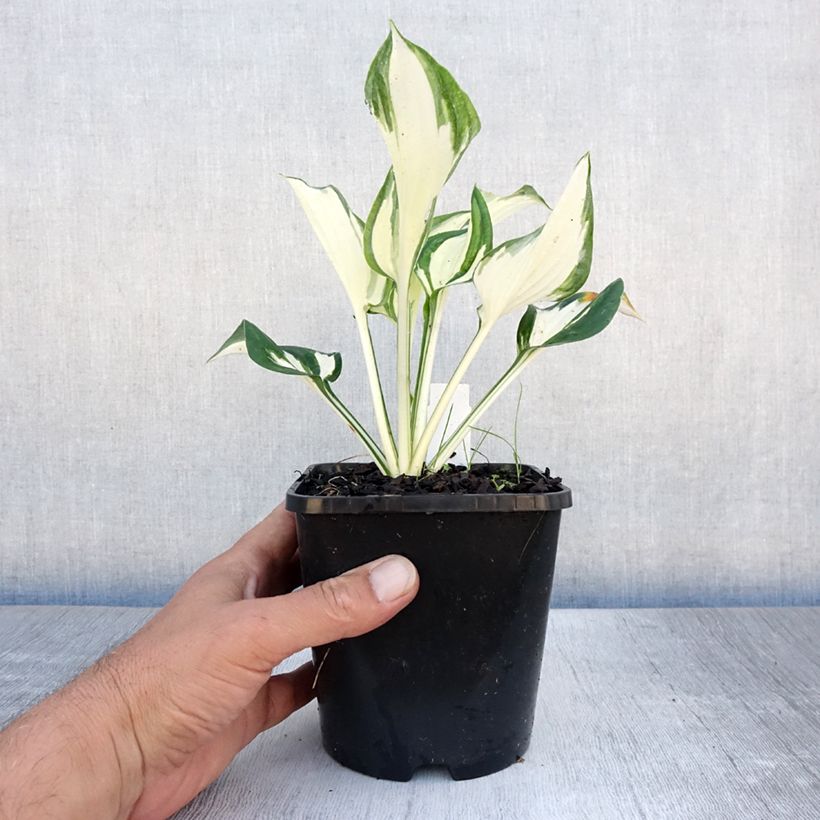 Exemplaar van Hosta Paul Revere - Hartlelie Pot van 1,5 l/2 l zoals geleverd in de zomer