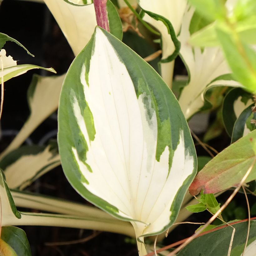 Hosta Paul Revere - Hartlelie (Blad)