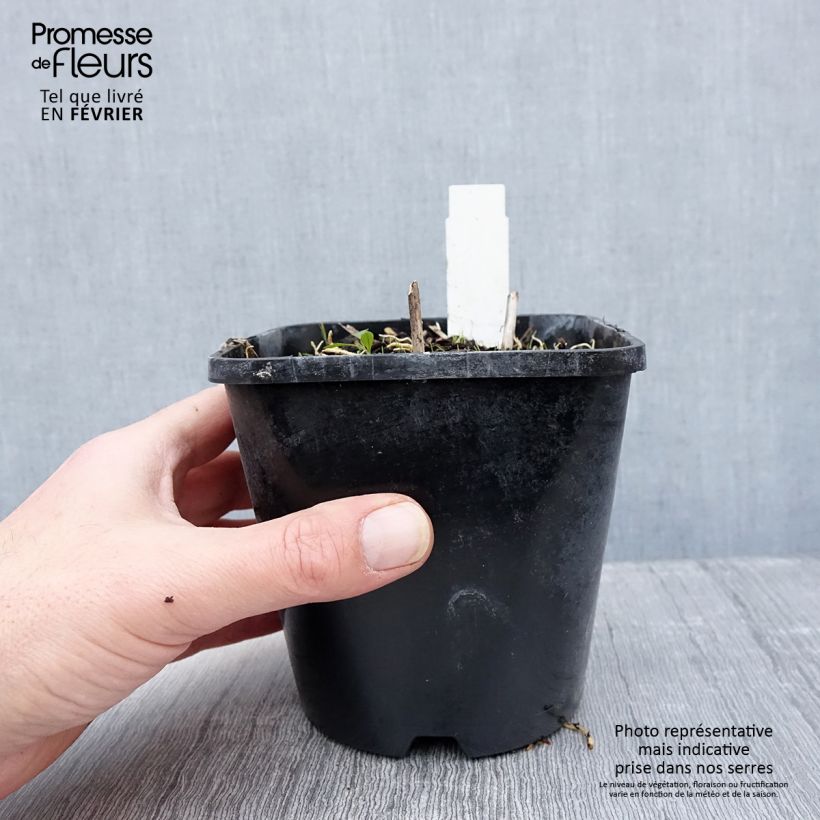 Example of Hosta Pin Up Pot van 1,5 l/2 l as you get in hiver