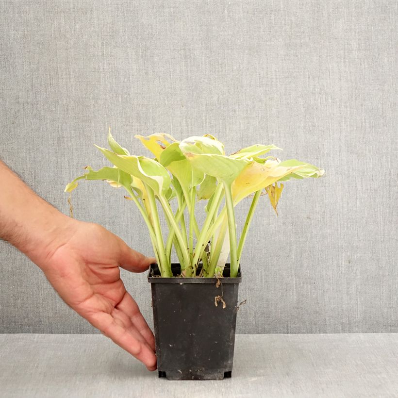 Exemplaar van Hosta Pizzazz - Hartlelie Kweekpotje van 8/9 cm zoals geleverd in de herfst