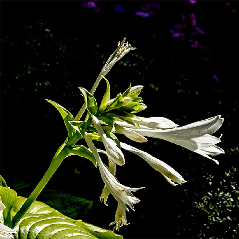 Hosta plantaginea Grandiflora - Hartlelie (Bloei)