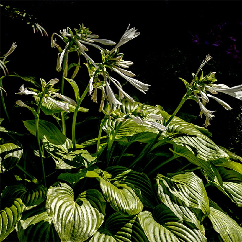 Hosta plantaginea Grandiflora - Hartlelie (Groeiplaats)