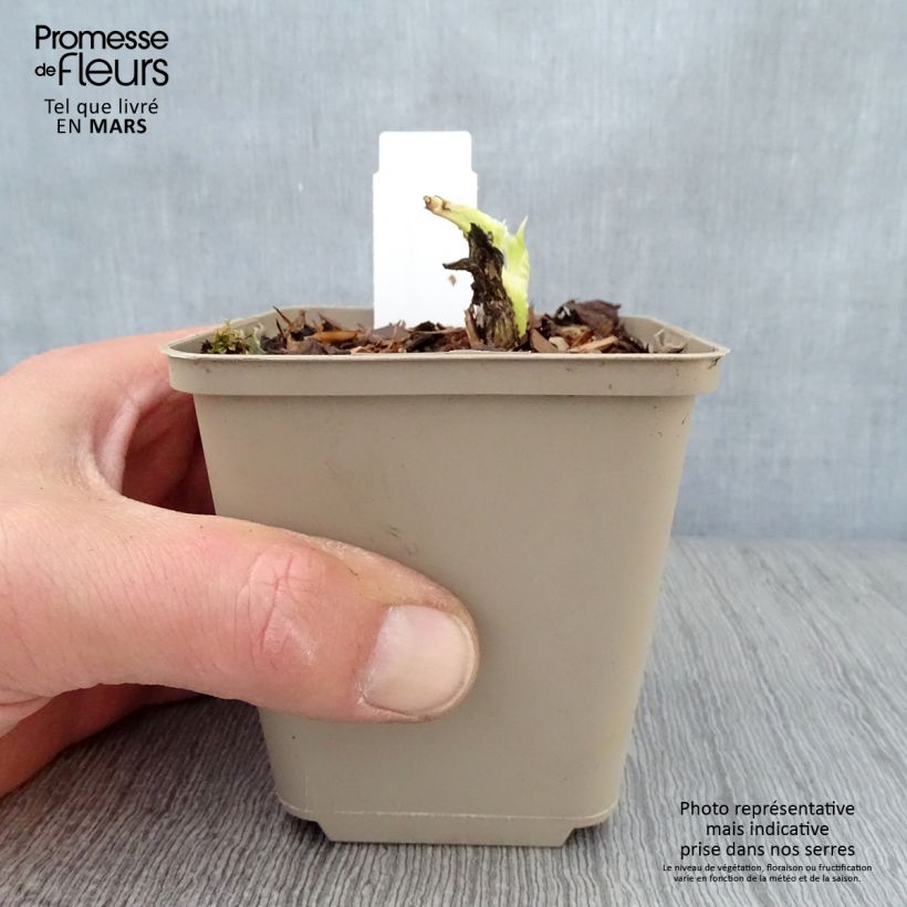 Exemplaar van Hosta plantaginea Grandiflora - Hartlelie Kweekpotje van 8/9 cm zoals geleverd in de lente