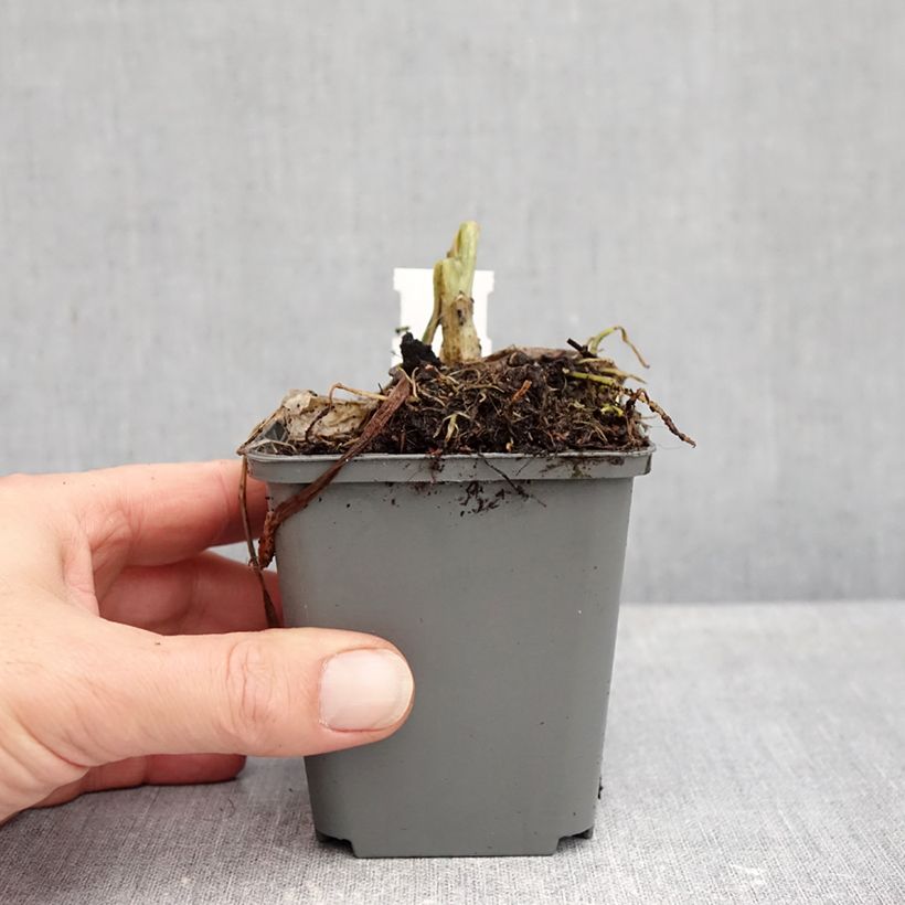 Exemplaar van Hosta plantaginea Grandiflora - Hartlelie Kweekpotje van 8/9 cm zoals geleverd in de herfst