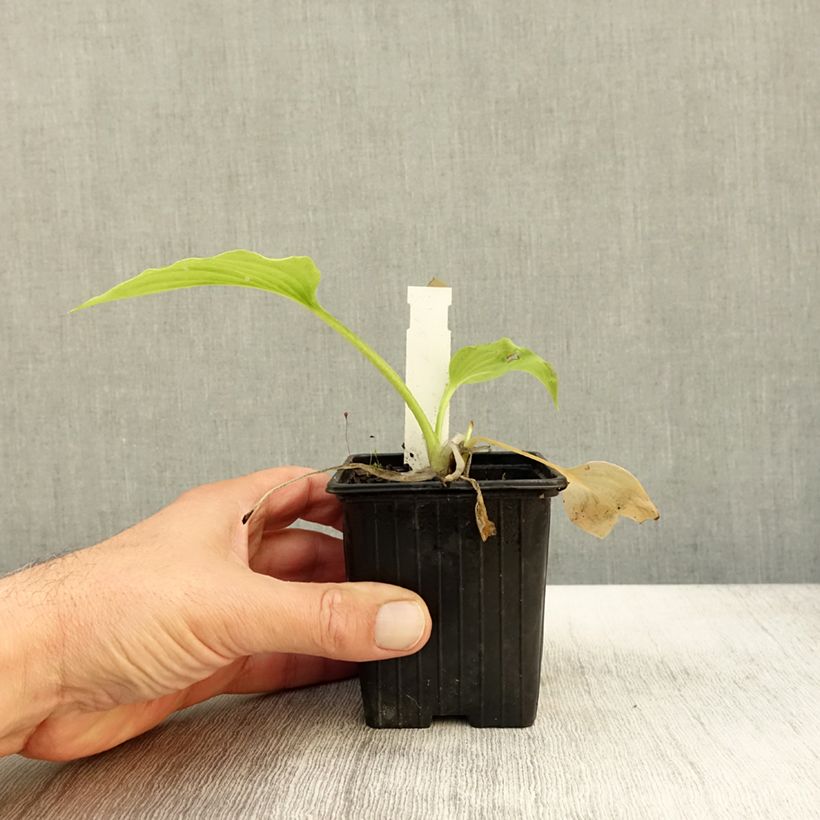 Exemplaar van Hosta plantaginea japonica - Hartlelie Kweekpotje van 8/9 cm zoals geleverd in de herfst