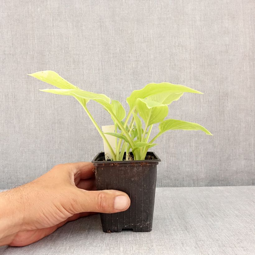 Exemplaar van Hosta plantaginea japonica - Hartlelie Kweekpotje van 8/9 cm zoals geleverd in de zomer