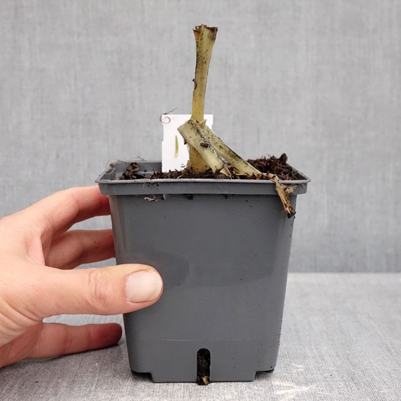 Exemplaar van Hosta plantaginea Venus - Hartlelie Pot van 1,5 l/2 l zoals geleverd in de herfst