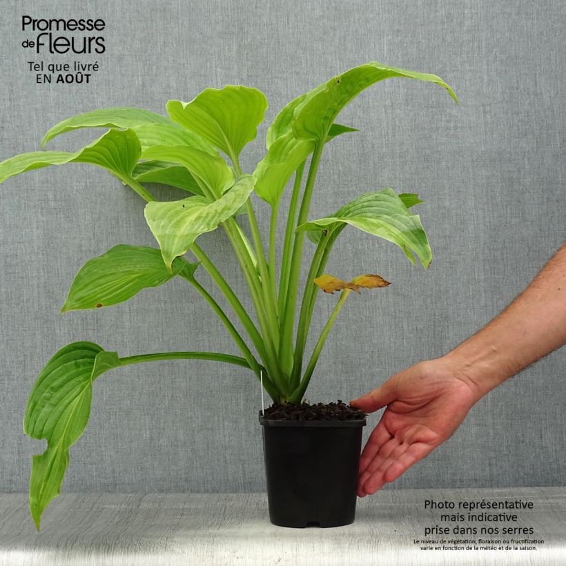 Exemplaar van Hosta plantaginea Venus - Hartlelie Pot van 1,5 l/2 l zoals geleverd in de zomer