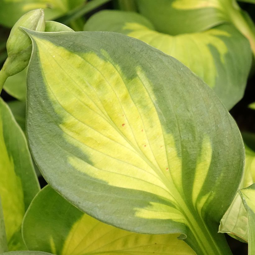 Hosta Pocketfull of Sunshine - Hartlelie (Blad)
