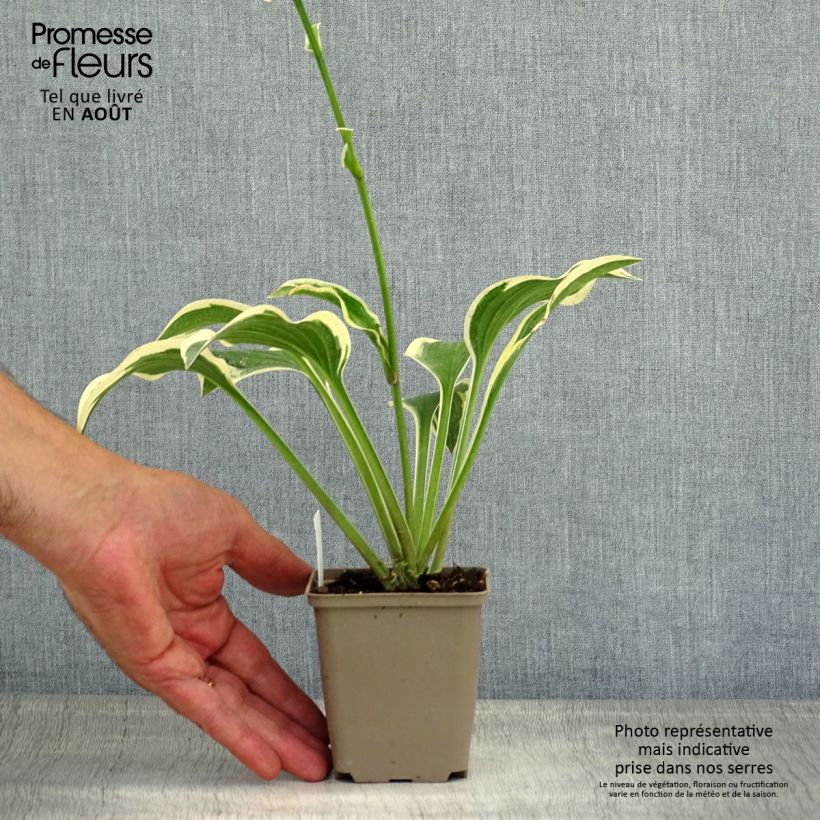 Exemplaar van Hosta Queen Josephine - Hartlelie Kweekpotje van 8/9 cm zoals geleverd in de zomer