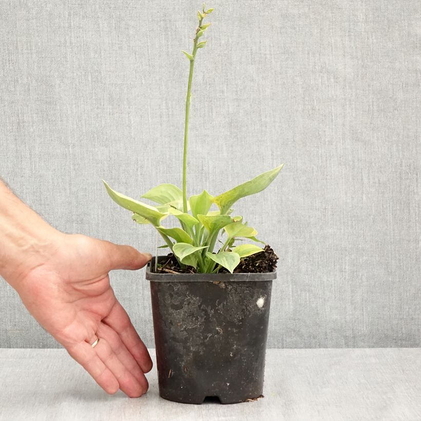 Example of Hosta Radiant Edger Pot van 1,5 l/2 l as you get in ete