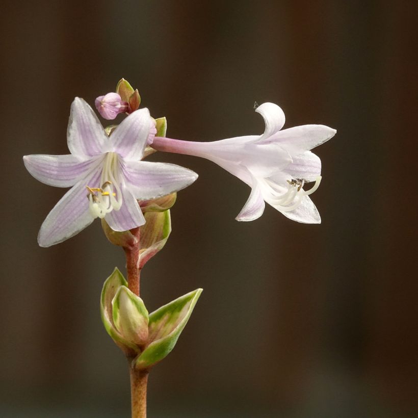 Hosta Rainbows End - Hartlelie (Bloei)
