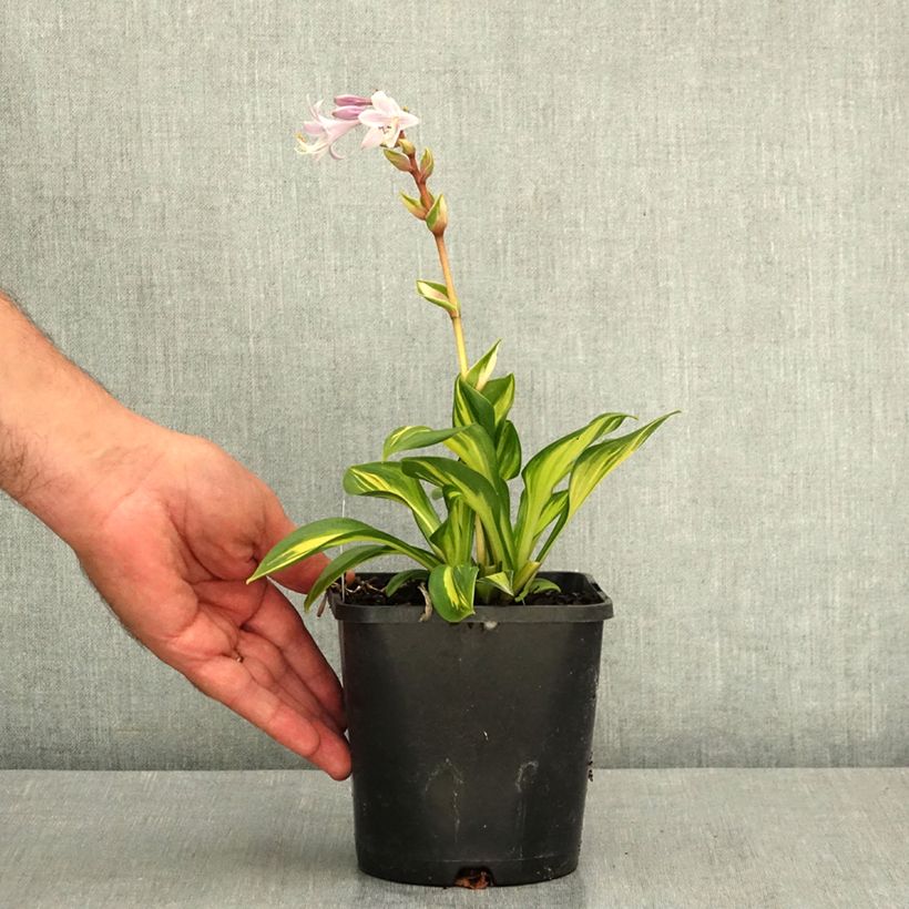 Exemplaar van Hosta Rainbows End - Hartlelie Pot van 1,5 l/2 l zoals geleverd in de zomer