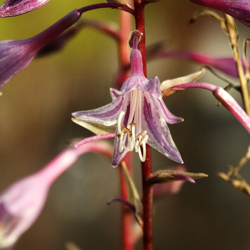 Hosta Raspberry Sorbet (Bloei)