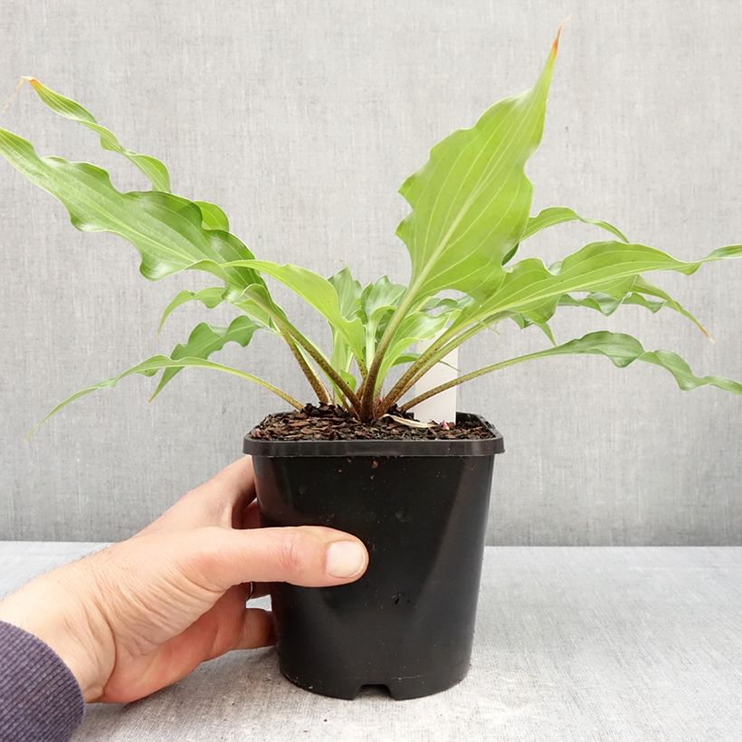 Exemplaar van Hosta Raspberry Sorbet Pot van 1,5 l/2 l zoals geleverd in de lente