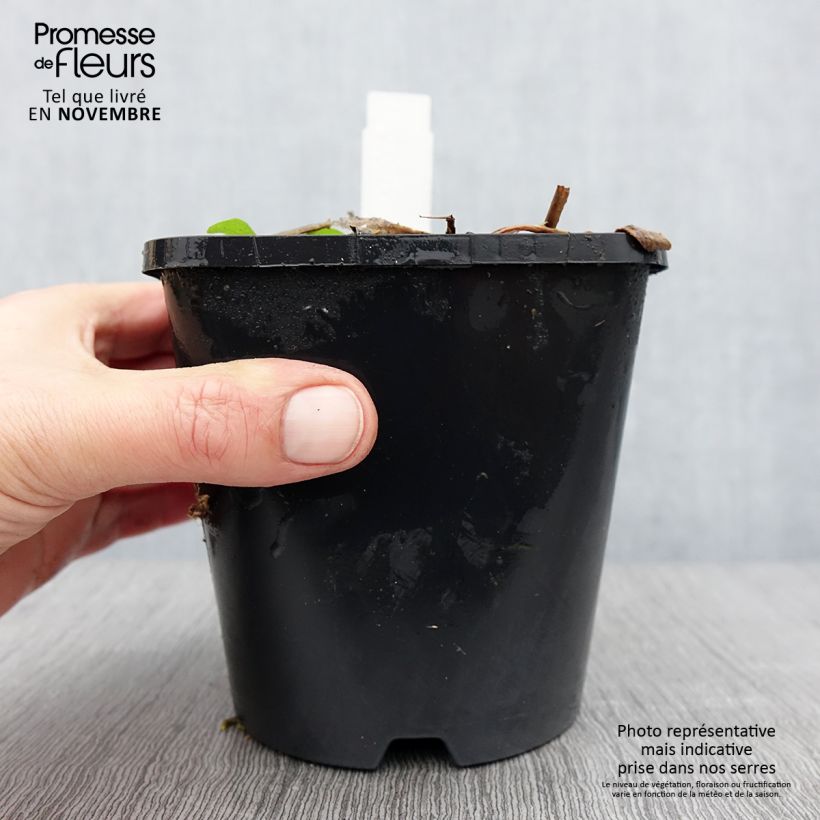 Exemplaar van Hosta Raspberry Sundae - Hartlelie Pot van 1,5 l/2 l zoals geleverd in de herfst