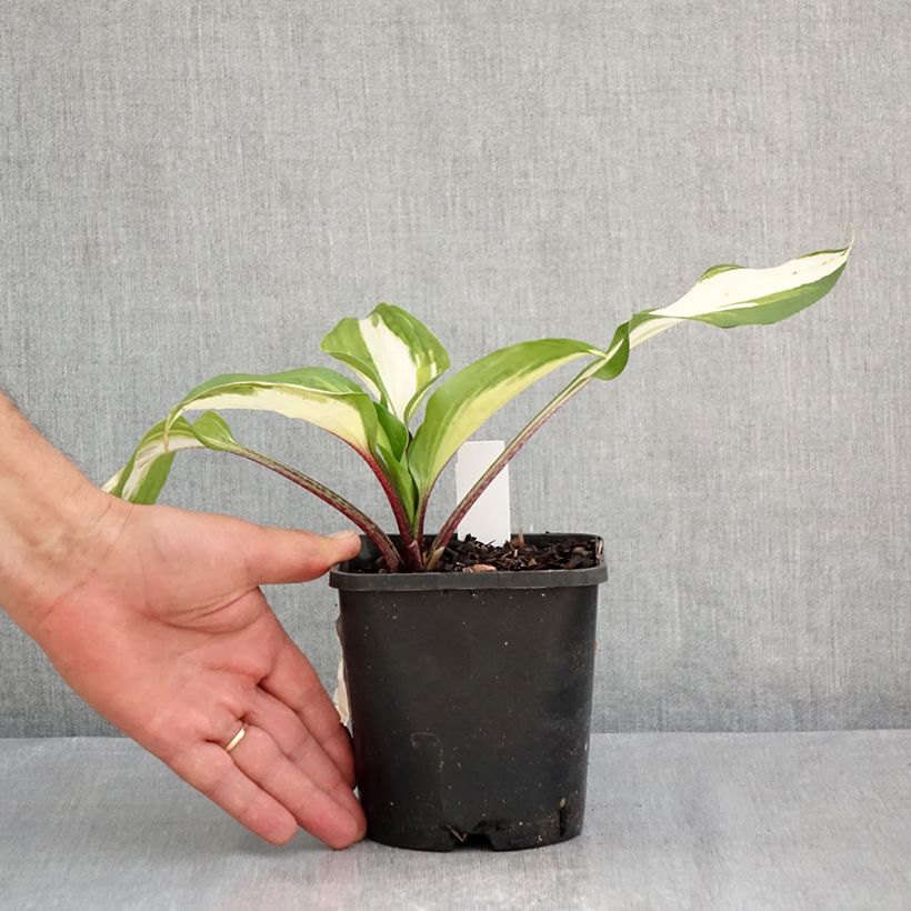 Exemplaar van Hosta Raspberry Sundae - Hartlelie Pot van 1,5 l/2 l zoals geleverd in de zomer