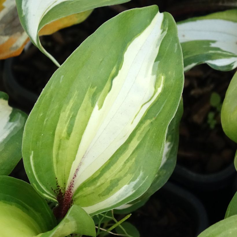 Hosta Raspberry Sundae - Hartlelie (Blad)