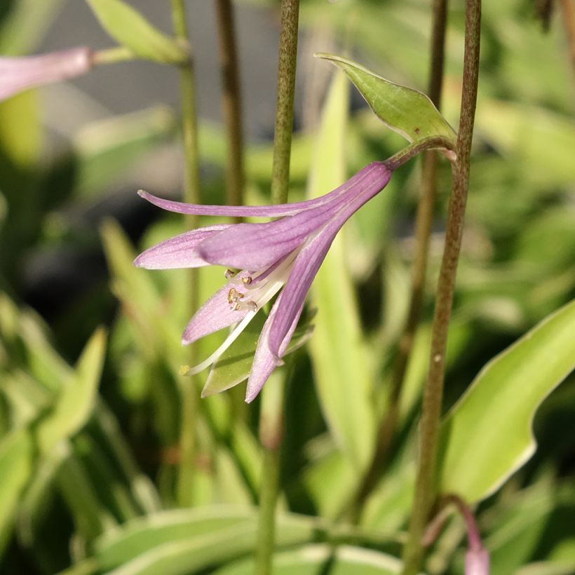 Hosta Raspberry Sundae - Hartlelie (Bloei)