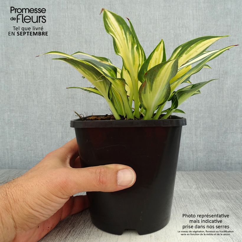 Exemplaar van Hosta Remember Me - Hartlelie Pot van 1,5 l/2 l zoals geleverd in de zomer