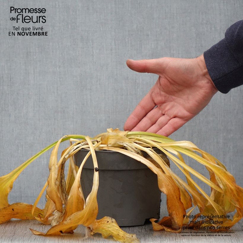 Exemplaar van Hosta Royal Standard - Hartlelie Pot van 2 l/3 l zoals geleverd in de herfst