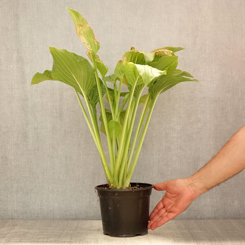 Exemplaar van Hosta Royal Standard - Hartlelie Pot van 2 l/3 l zoals geleverd in de zomer