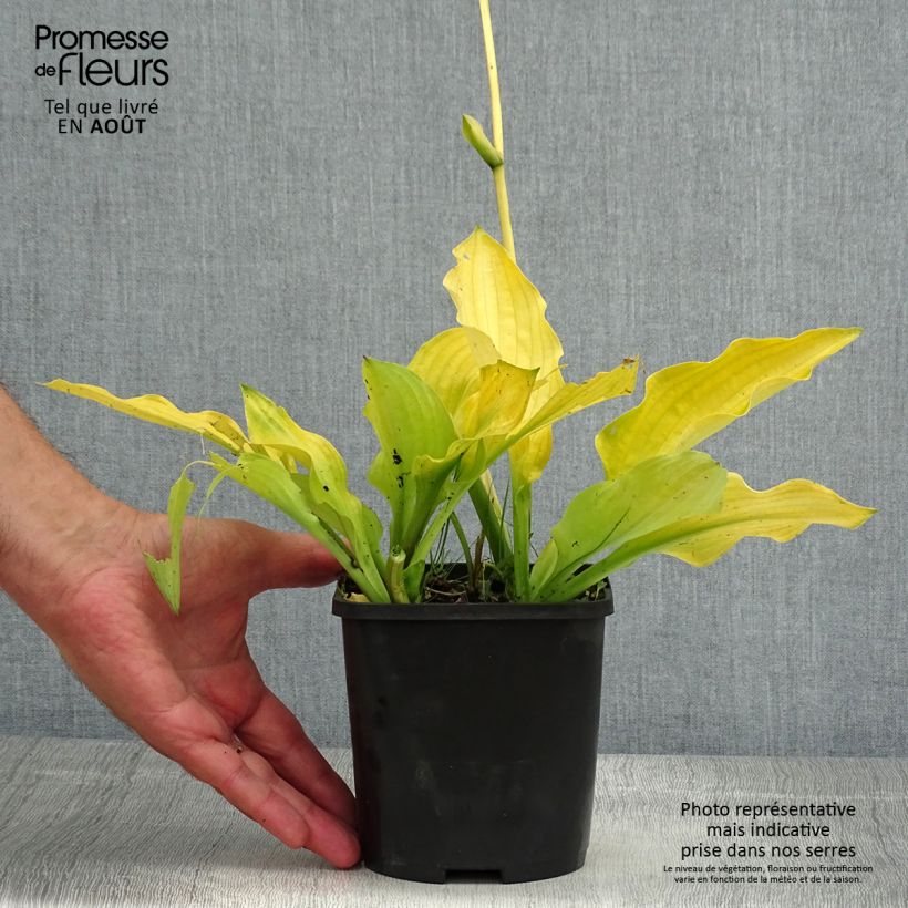 Exemplaar van Hosta Ruffed Up - Hartlelie Pot van 1,5 l/2 l zoals geleverd in de zomer