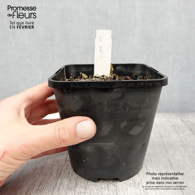 Example of Hosta Ruffed Up Pot van 1,5 l/2 l as you get in hiver