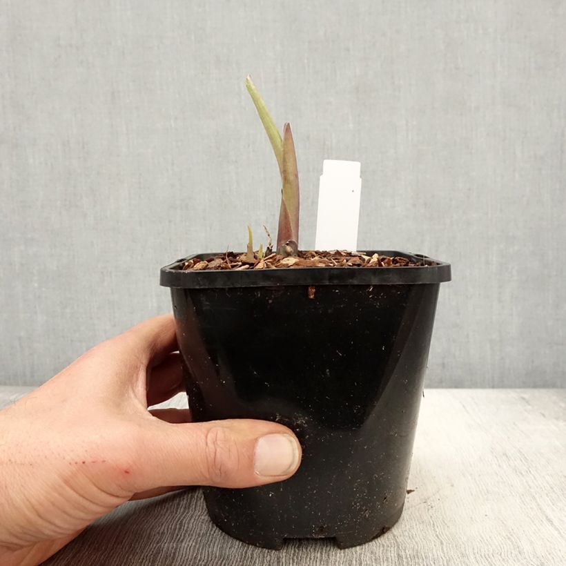 Exemplaar van Hosta Ruffed Up - Hartlelie Pot van 1,5 l/2 l zoals geleverd in de lente