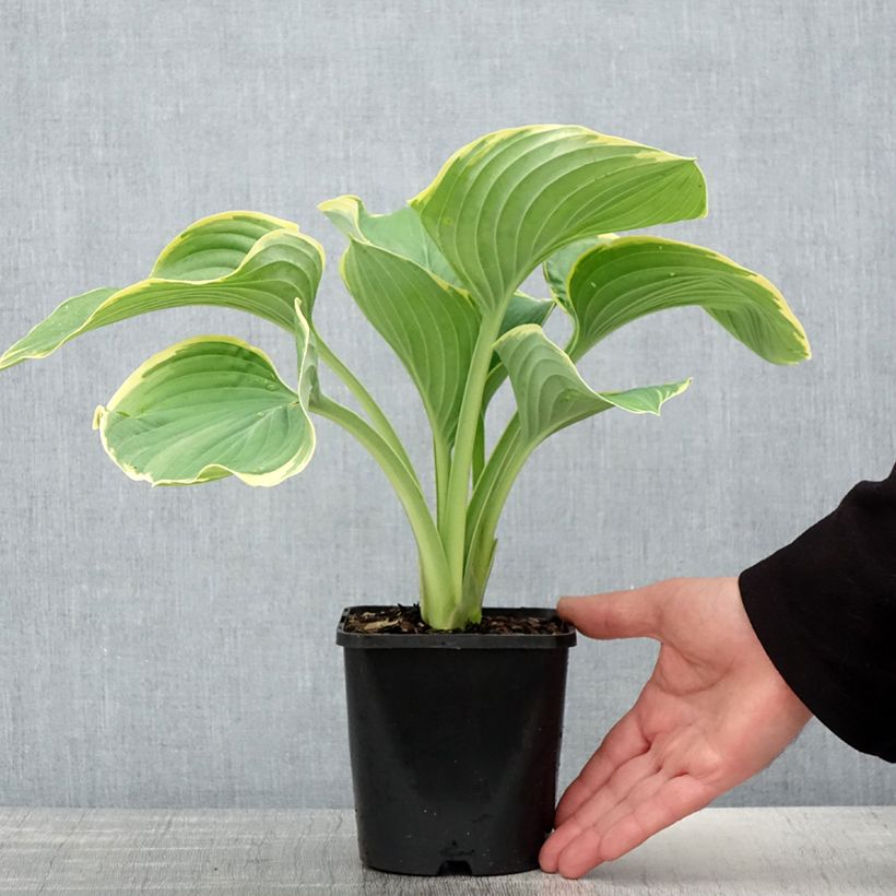 Exemplaar van Hosta Sagae - Hartlelie Pot van 1,5 l/2 l zoals geleverd in de lente