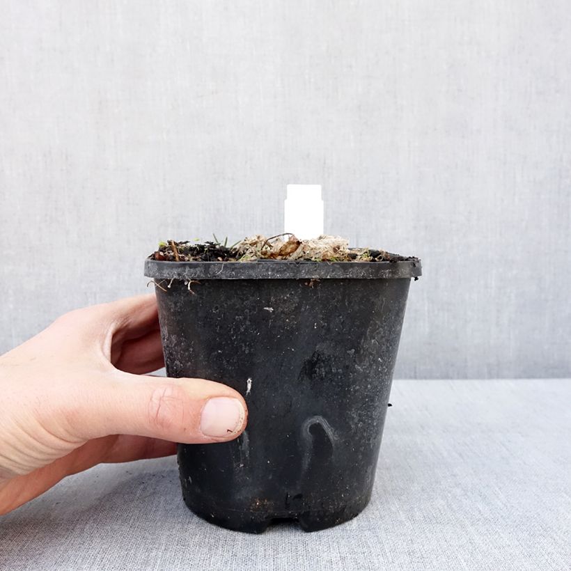 Example of Hosta School Mouse Pot van 1,5 l/2 l as you get in hiver