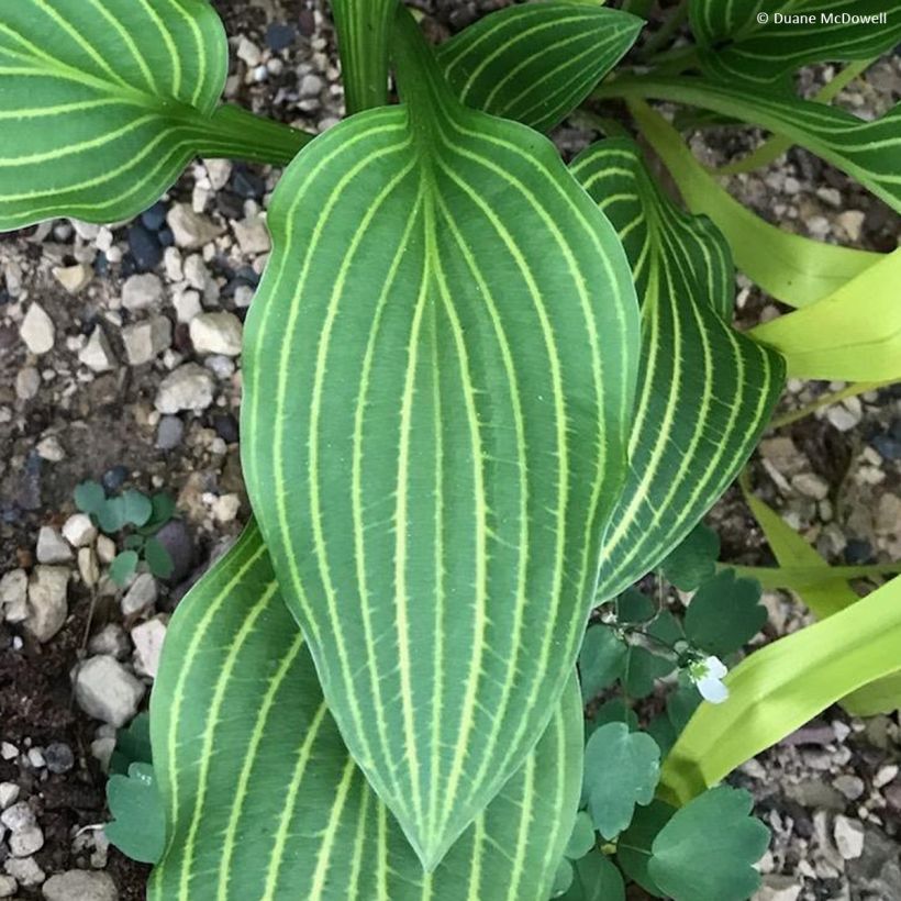 Hosta Siberian Tiger - Hartlelie (Blad)