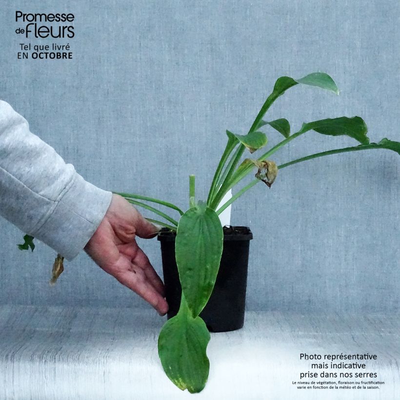 Exemplaar van Hosta Siberian Tiger - Hartlelie Pot van 1,5 l/2 l zoals geleverd in de herfst